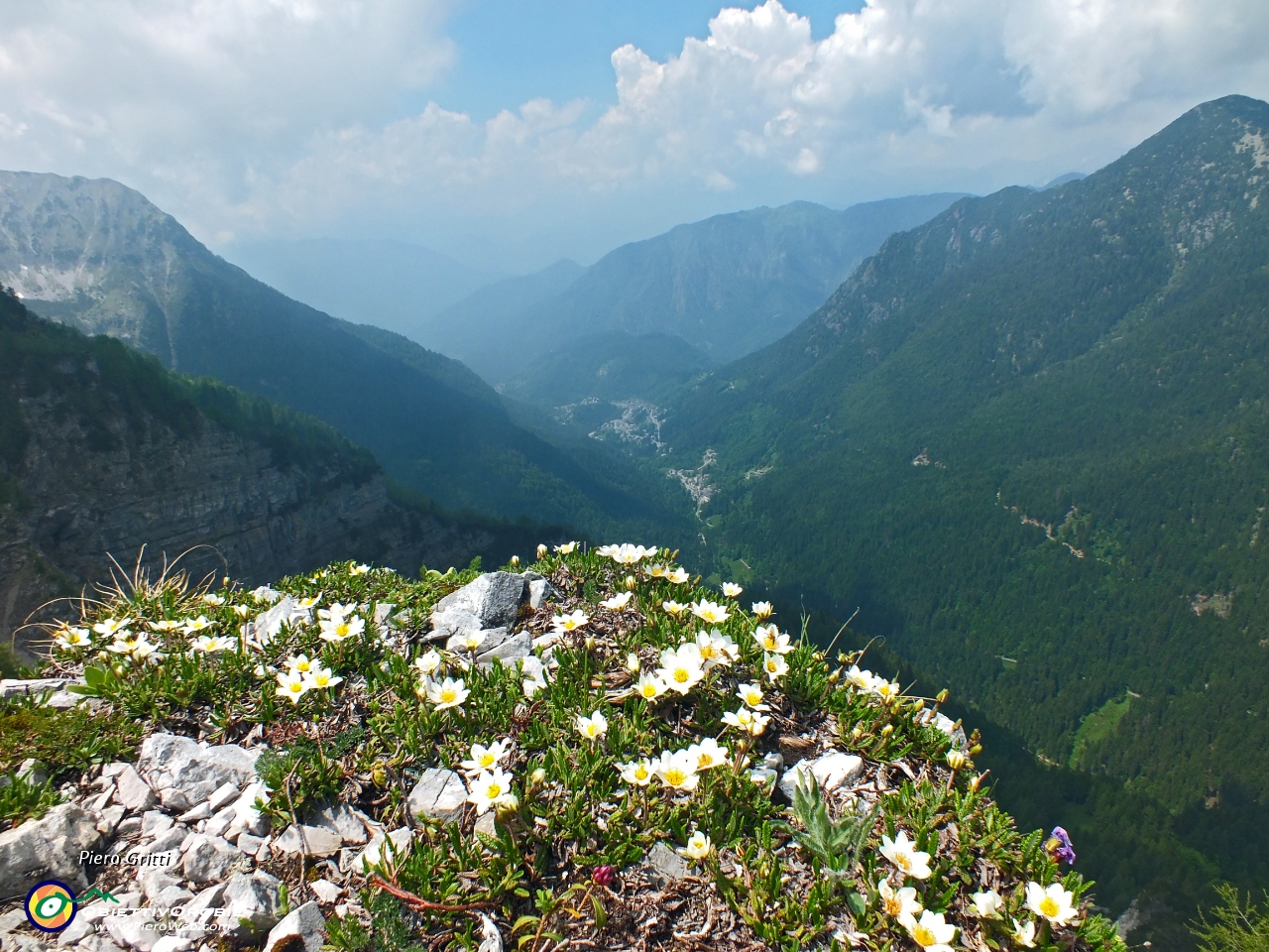 72 Camedrio alpino (Dryas octopetala)con vista verso Roncobello.JPG